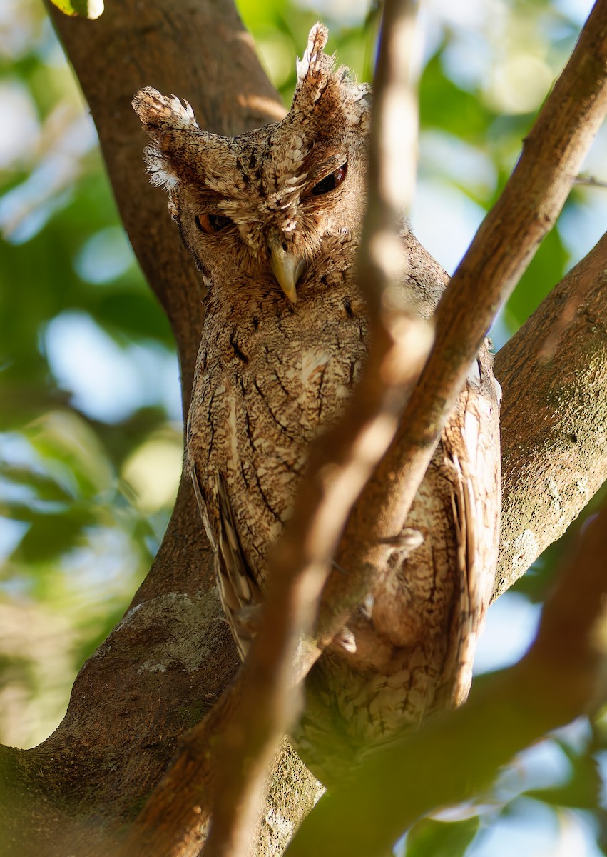 Pacific Screech-Owl - ML639730859