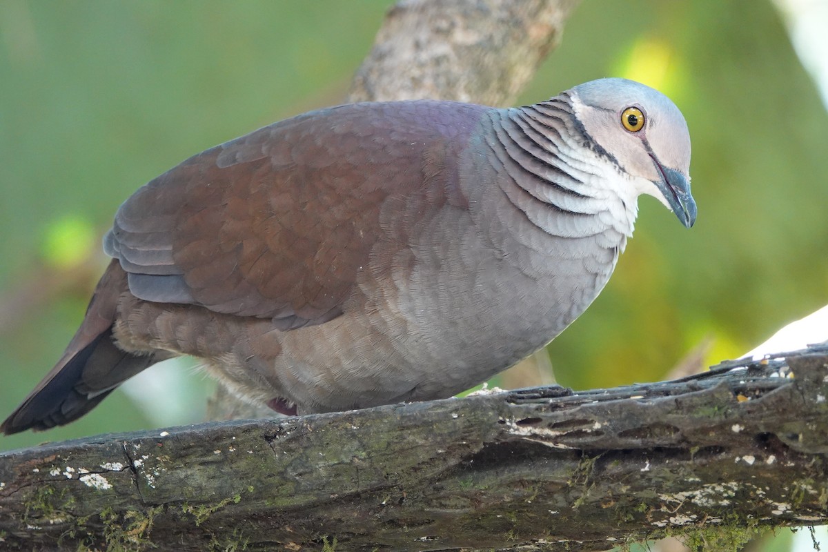 White-throated Quail-Dove - ML639730912