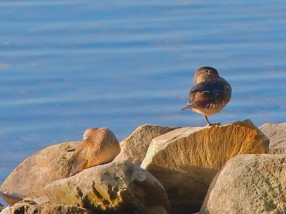 Wood Duck - ML639730949