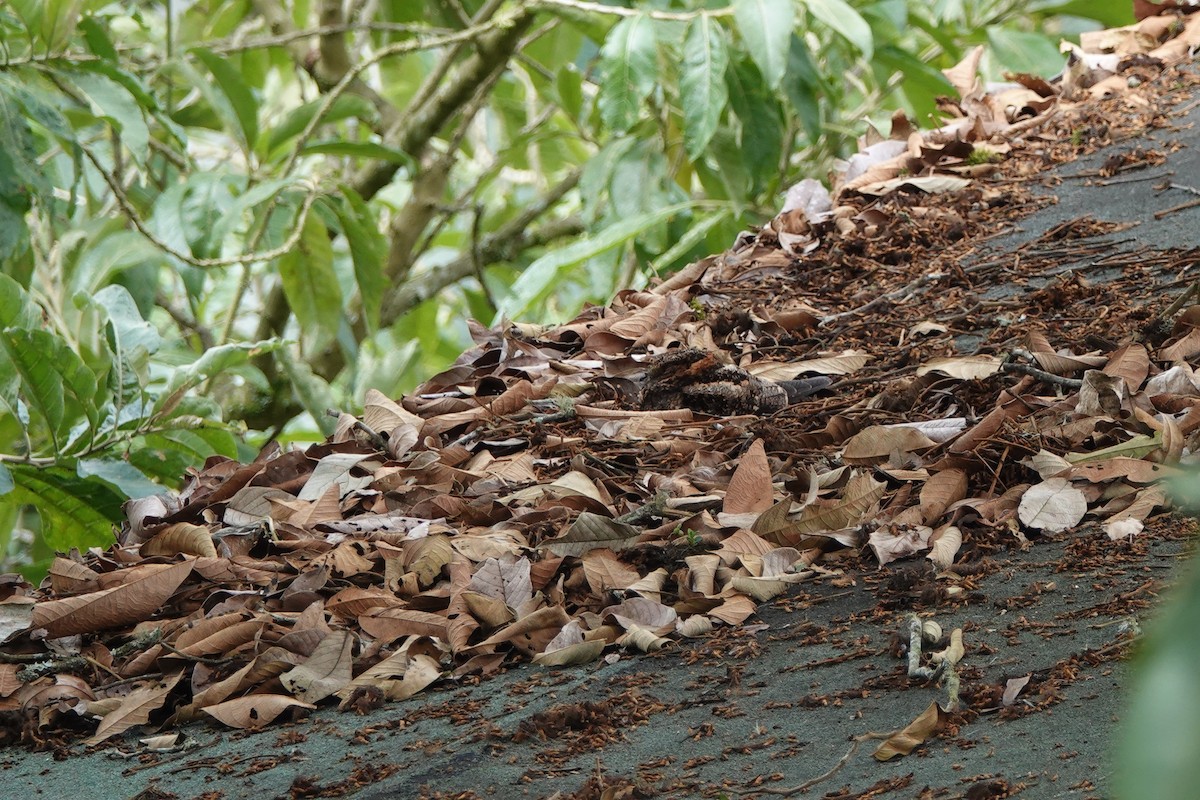 Lyre-tailed Nightjar - ML639730956