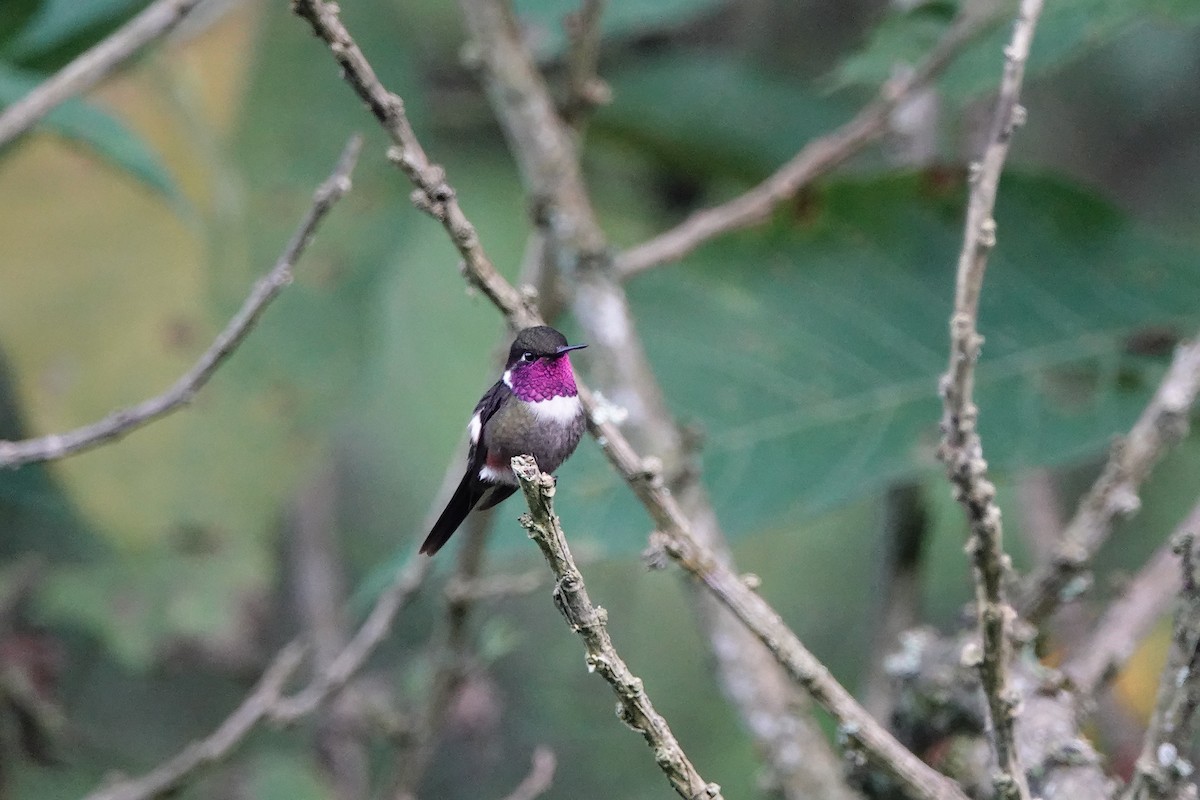 Purple-throated Woodstar - ML639731045
