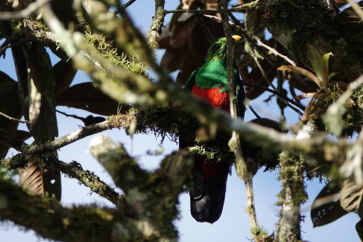 Golden-headed Quetzal - ML639731091