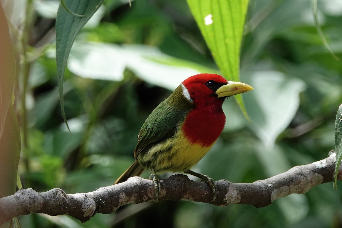 Red-headed Barbet - ML639731125