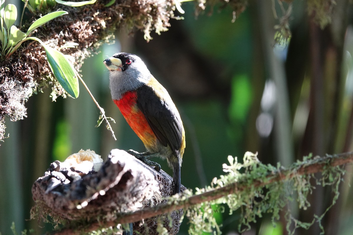 Toucan Barbet - ML639731142