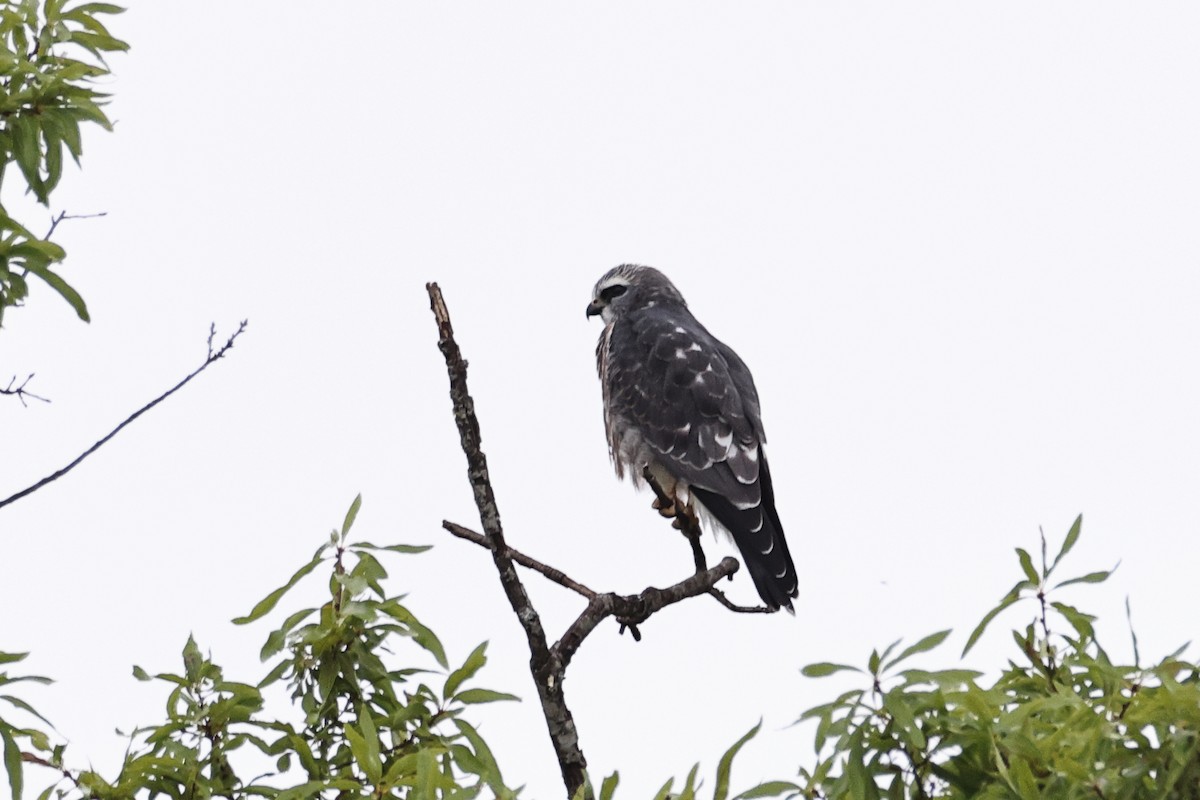 Mississippi Kite - ML639731145