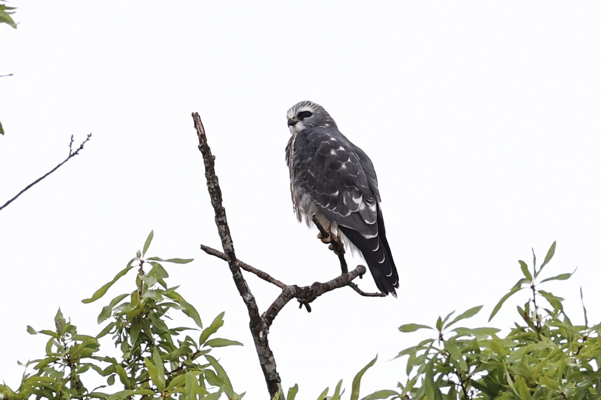 Mississippi Kite - ML639731151