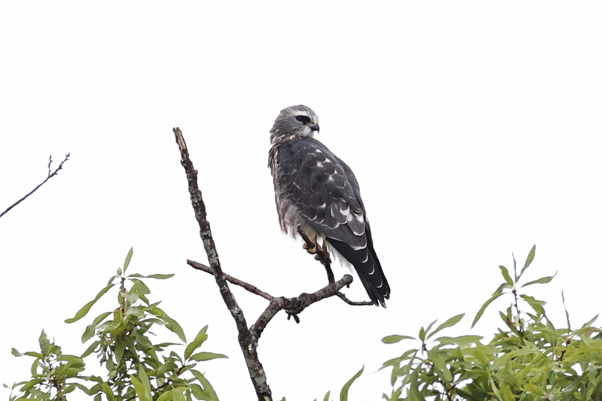 Mississippi Kite - ML639731162