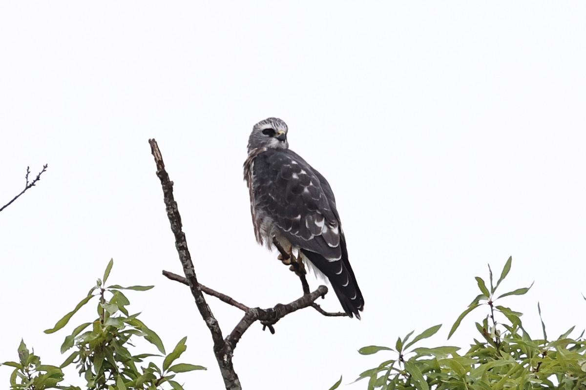 Mississippi Kite - ML639731165