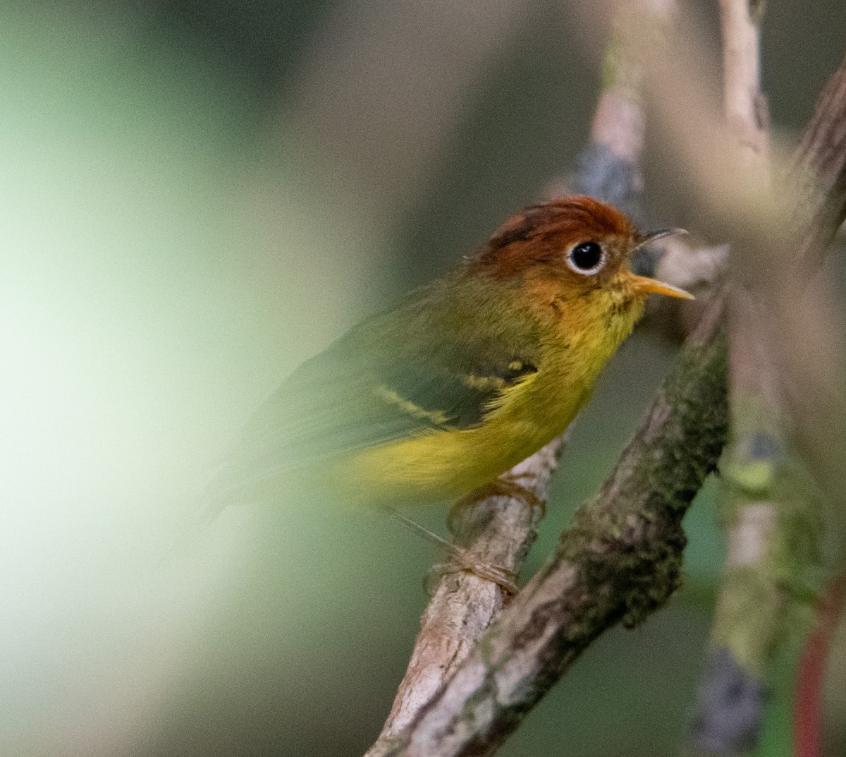 Yellow-breasted Warbler - ML639731166