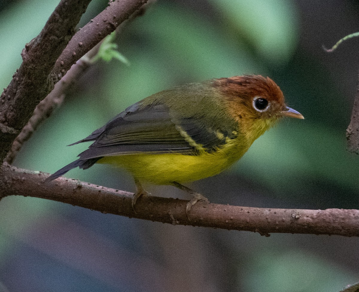 Yellow-breasted Warbler - ML639731167