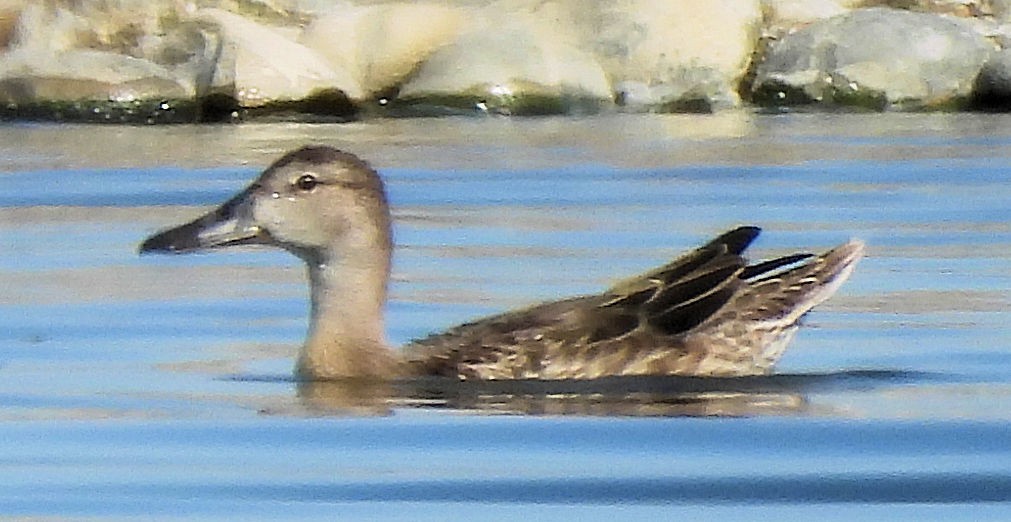 Blue-winged Teal - ML639731182