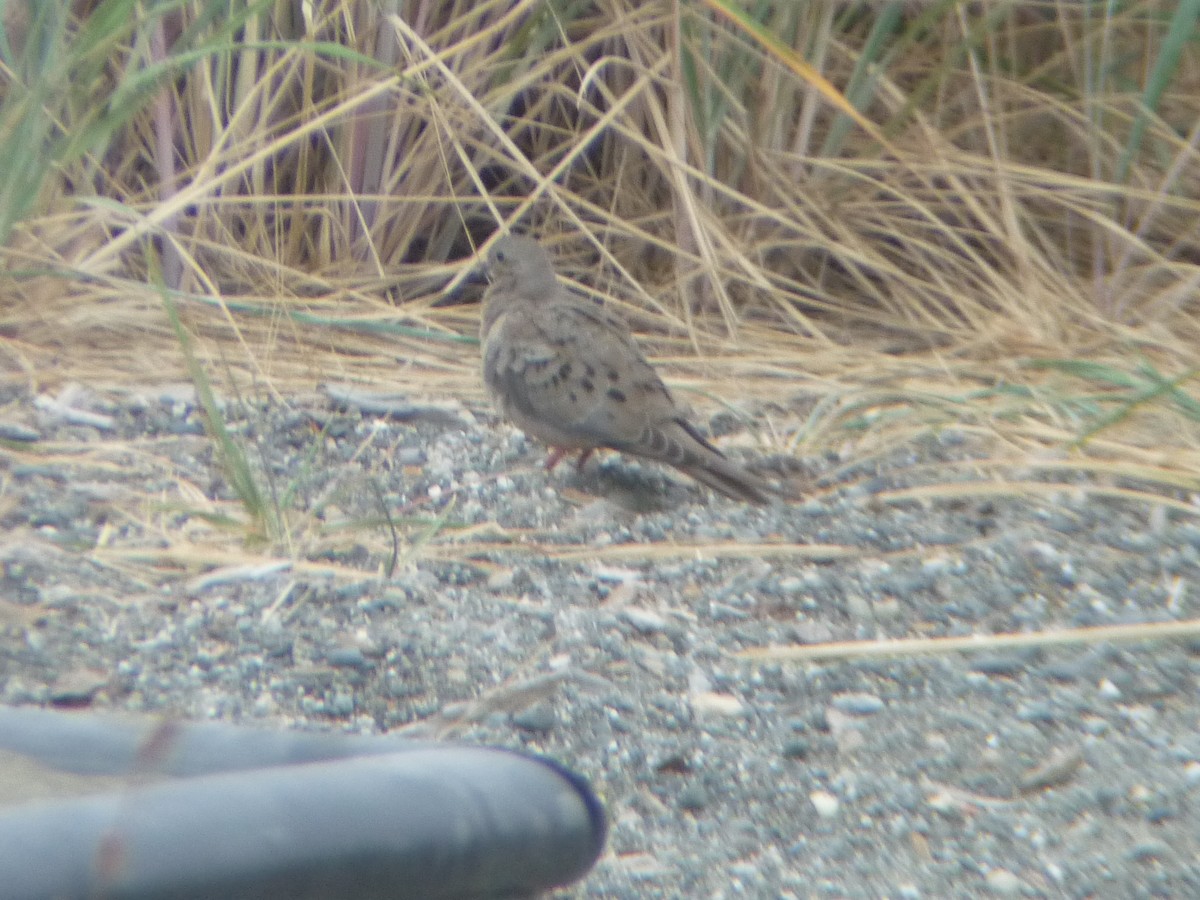 Mourning Dove - ML639731184