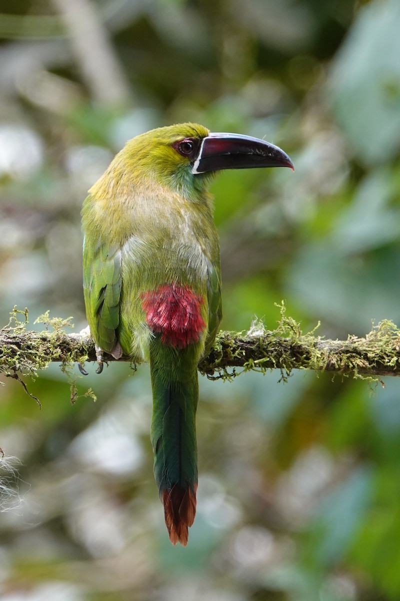 Crimson-rumped Toucanet - ML639731189