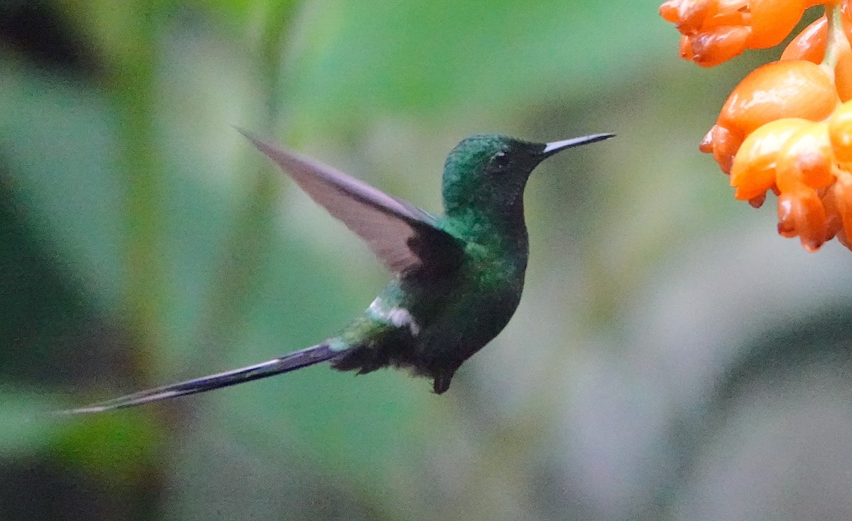 Green Thorntail - ML639731197