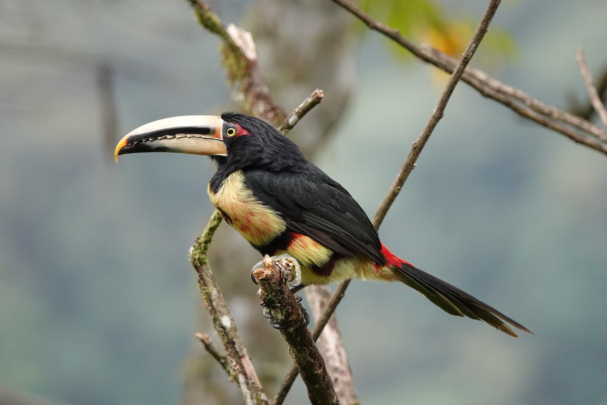 Collared Aracari - ML639731203