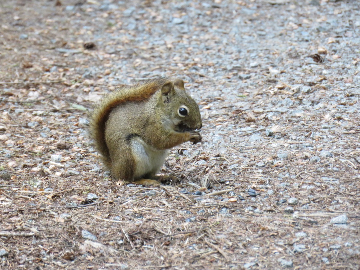 American Red Squirrel - ML639731205