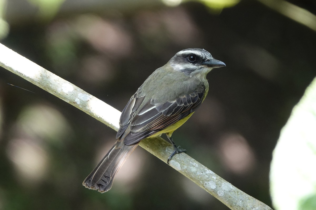 Golden-bellied Flycatcher - ML639731228