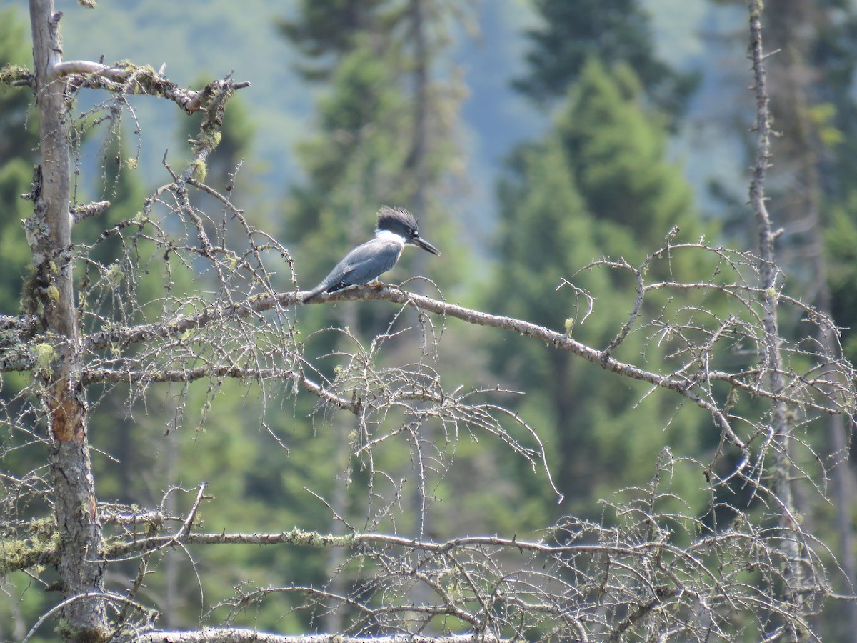 Belted Kingfisher - ML639731247