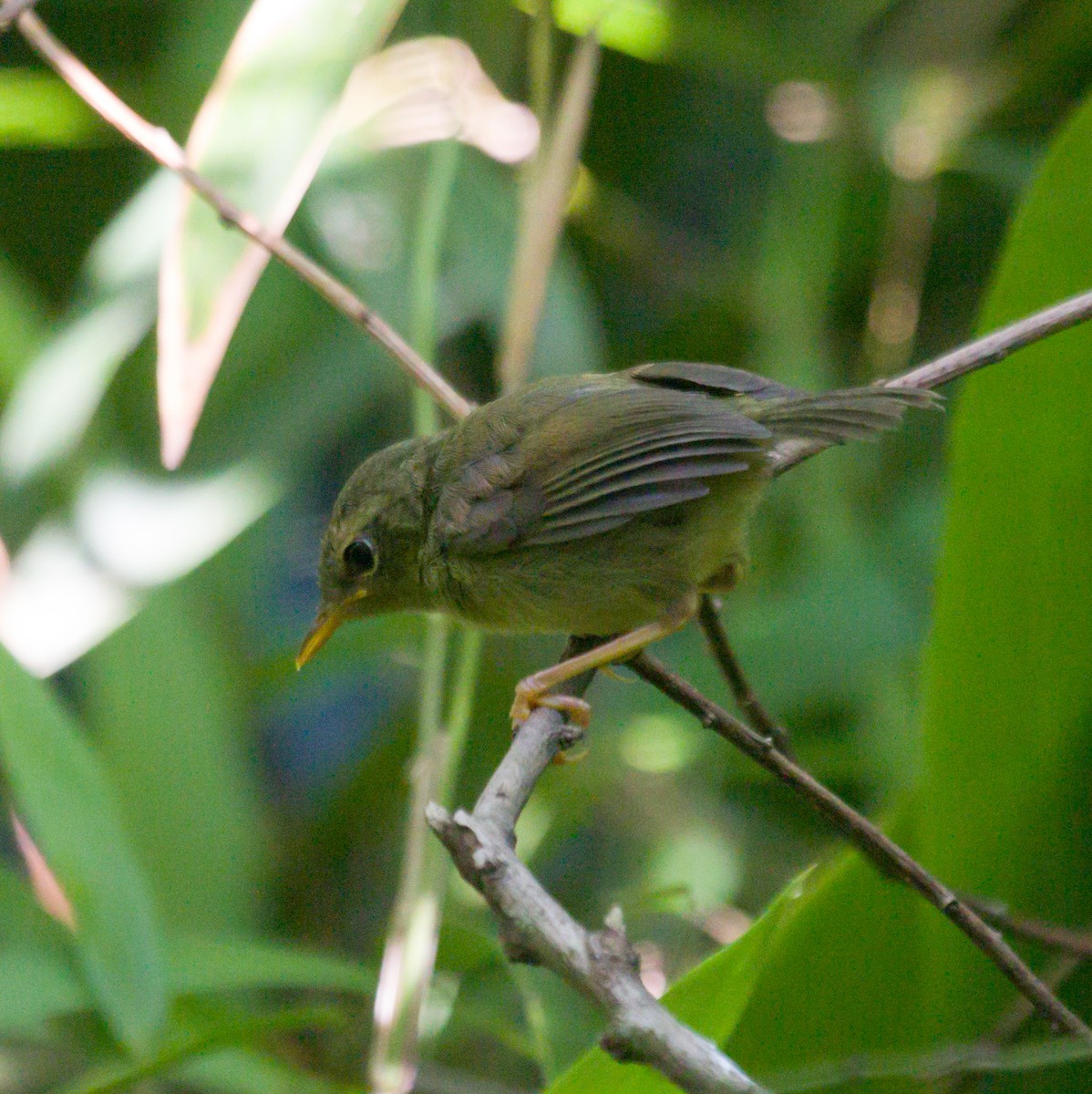 Brownish-flanked Bush Warbler - ML639731249