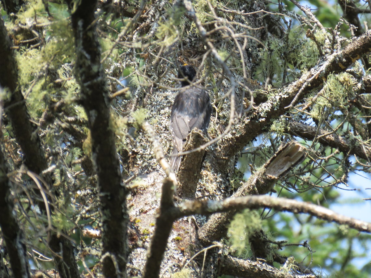 Black-backed Woodpecker - ML639731263