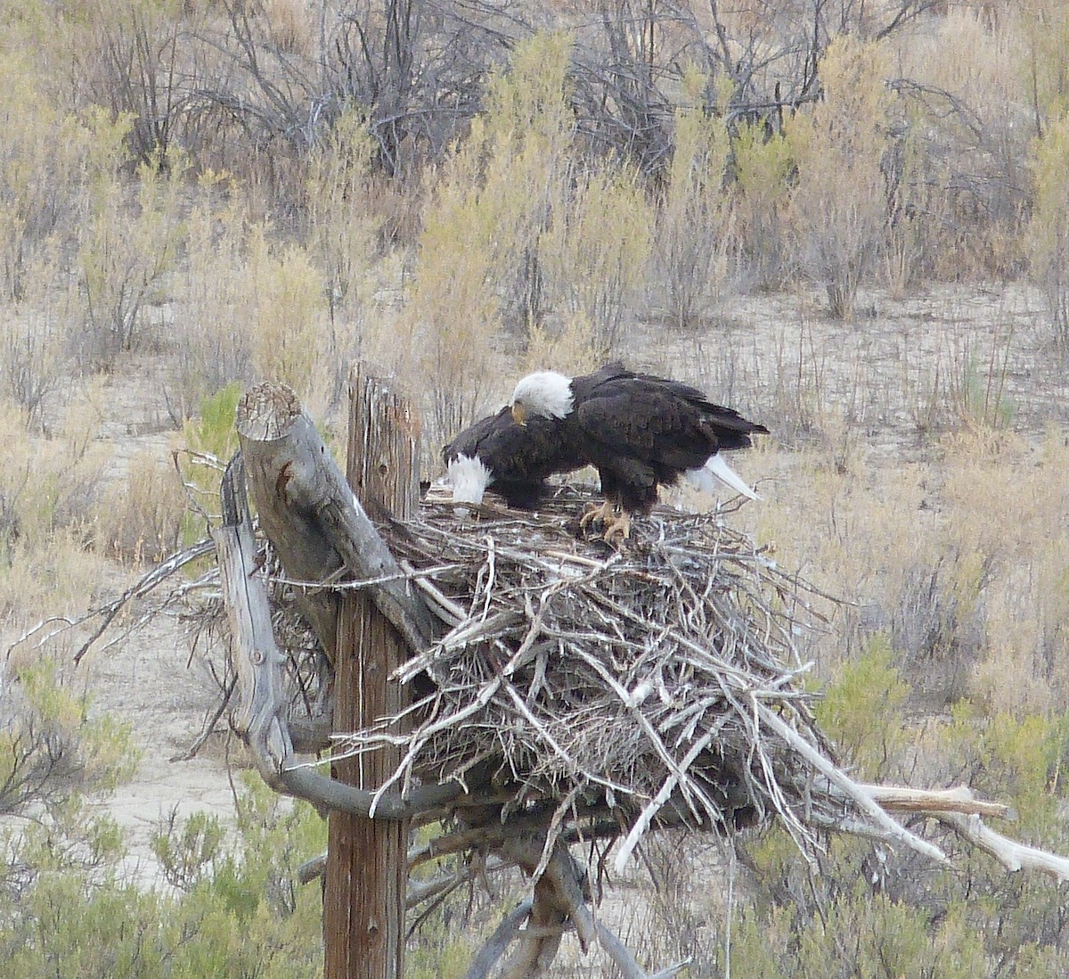 orel bělohlavý - ML639731267