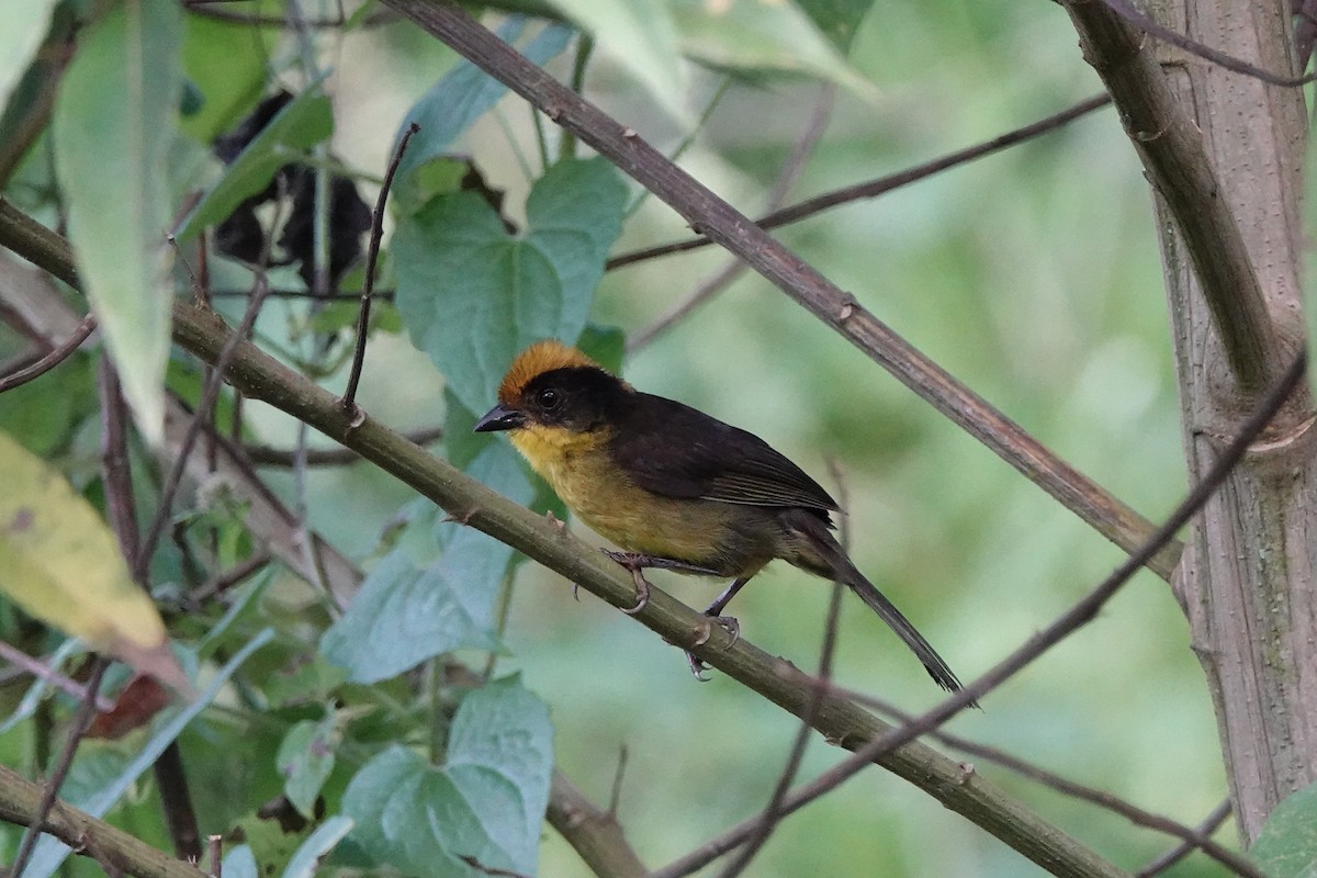 Choco Brushfinch - ML639731297