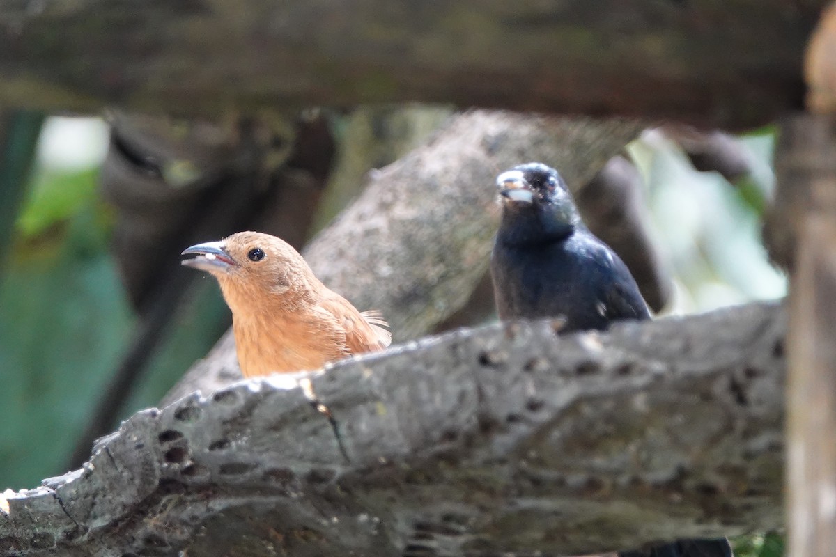 White-lined Tanager - ML639731348