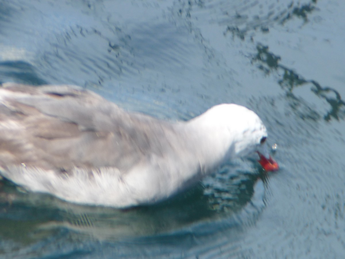 Heermann's Gull - ML639731378