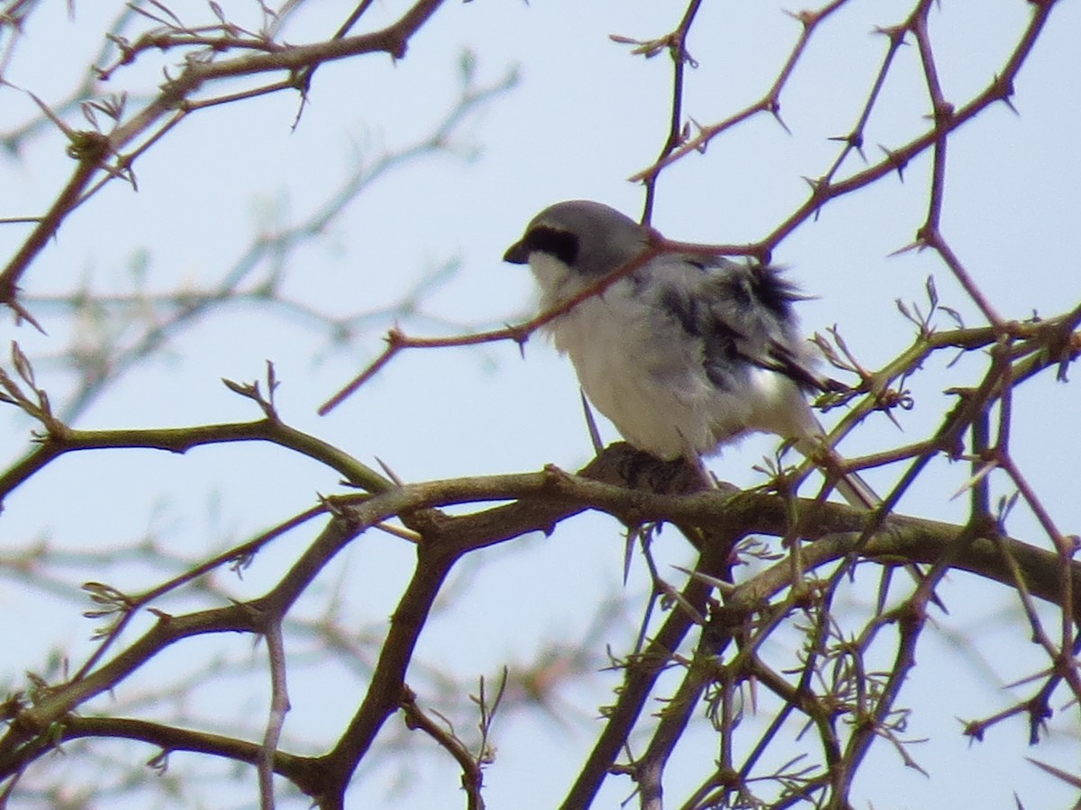 Great Gray Shrike (Great Gray) - ML639731382