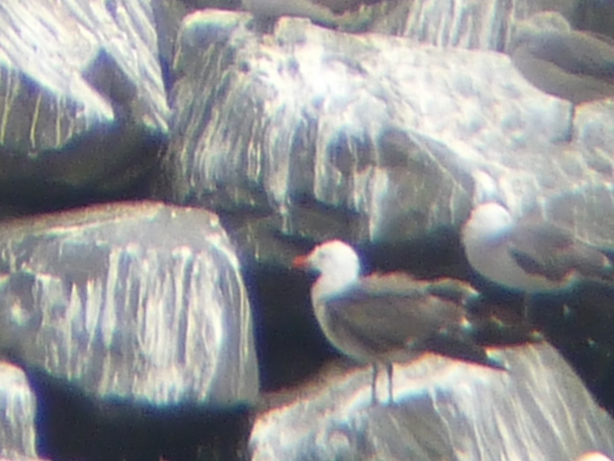 Heermann's Gull - ML639731383