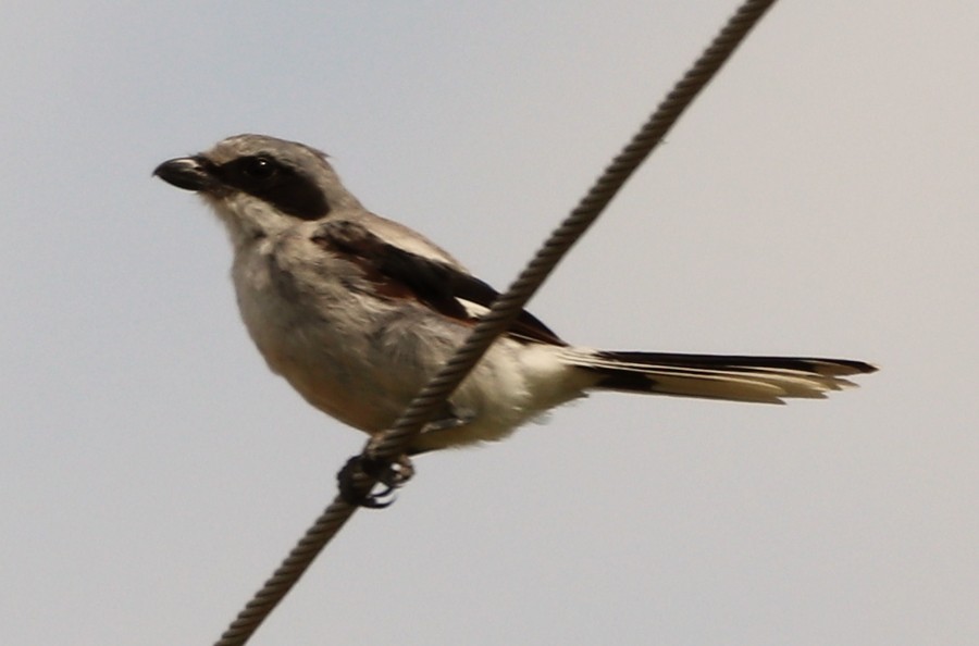 Loggerhead Shrike - ML639731388