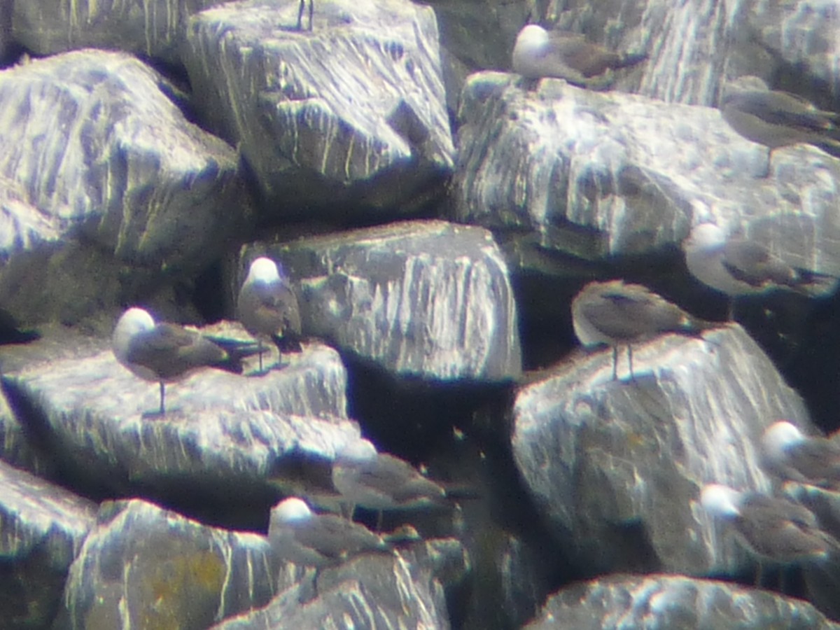 Heermann's Gull - ML639731390