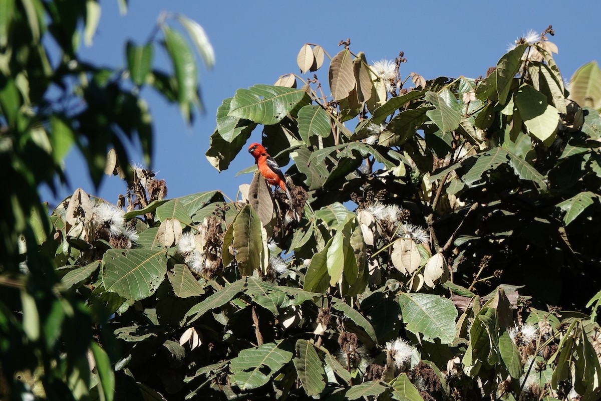 White-winged Tanager - ML639731440