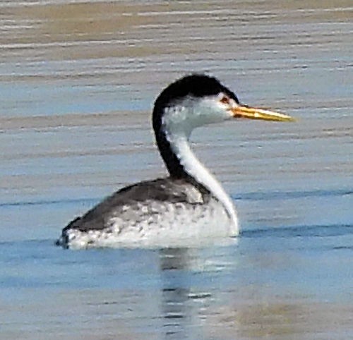 Clark's Grebe - ML639731442