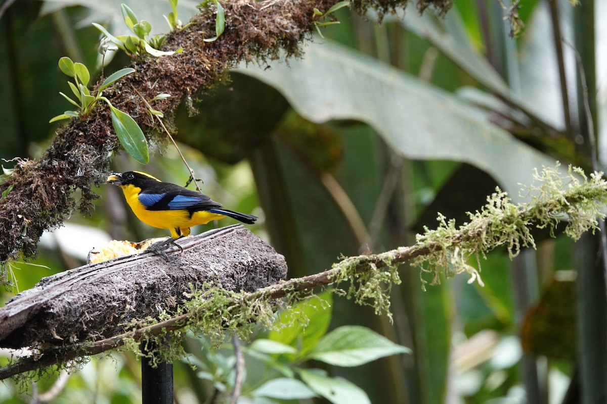 Blue-winged Mountain Tanager - ML639731497