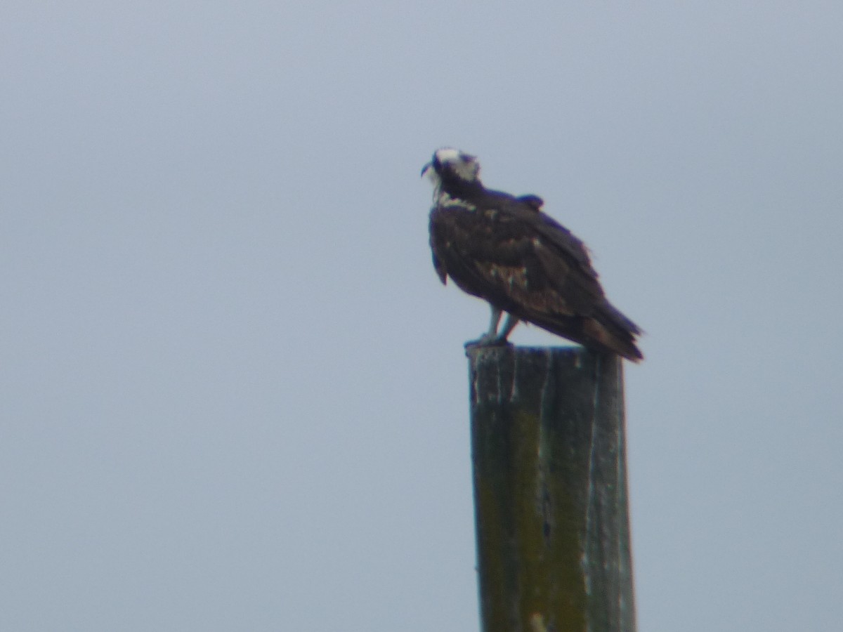 Osprey - ML639731505