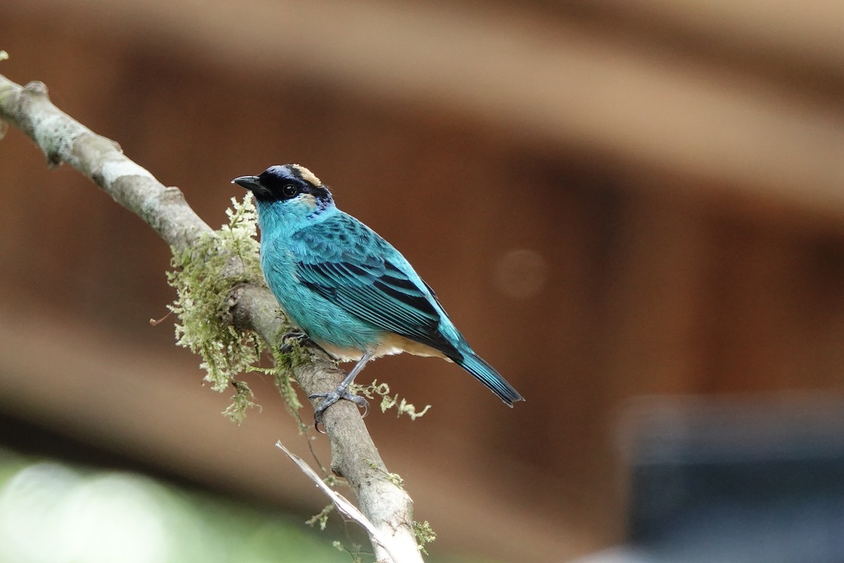 Golden-naped Tanager - ML639731525