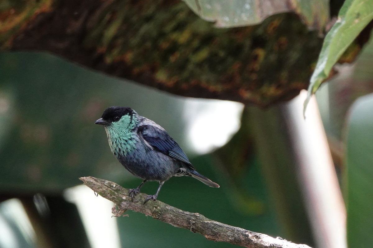 Black-capped Tanager - ML639731541