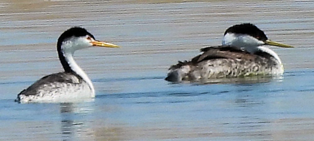 Clark's Grebe - ML639731554