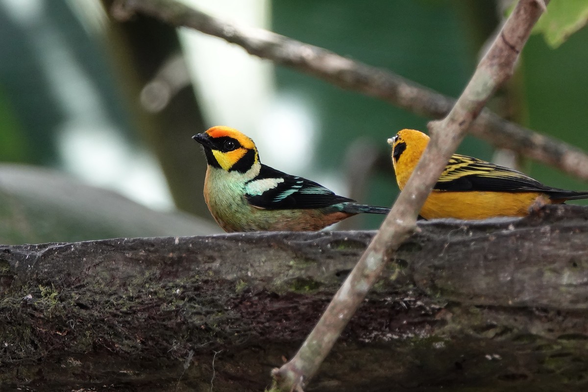 Flame-faced Tanager - ML639731586