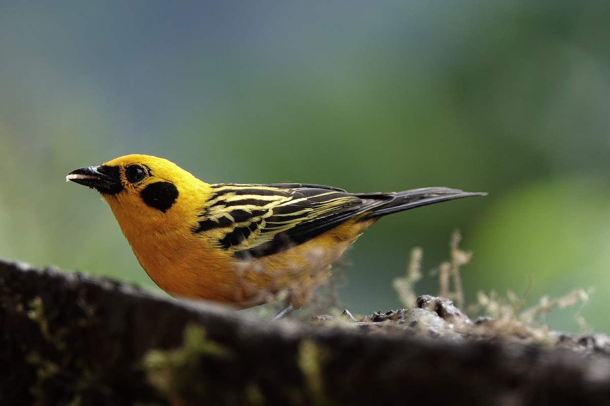 Golden Tanager - ML639731626