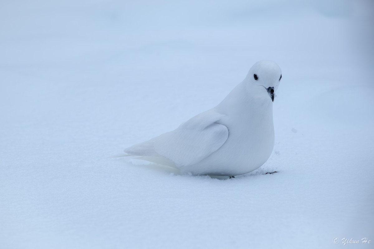 Snow Petrel - ML639731718