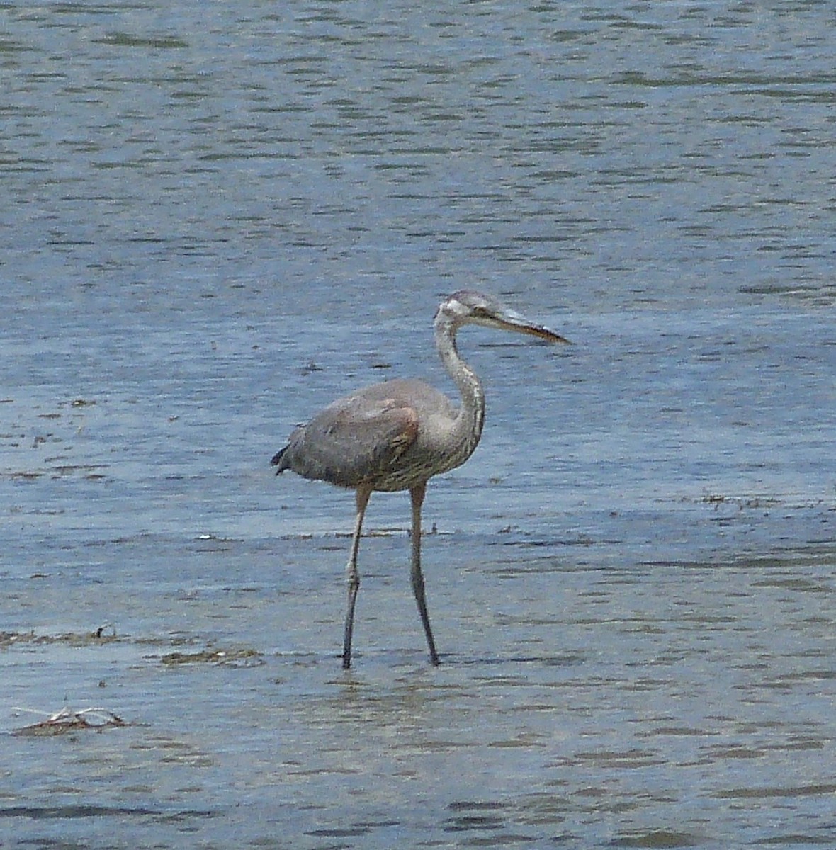 volavka velká - ML639731729