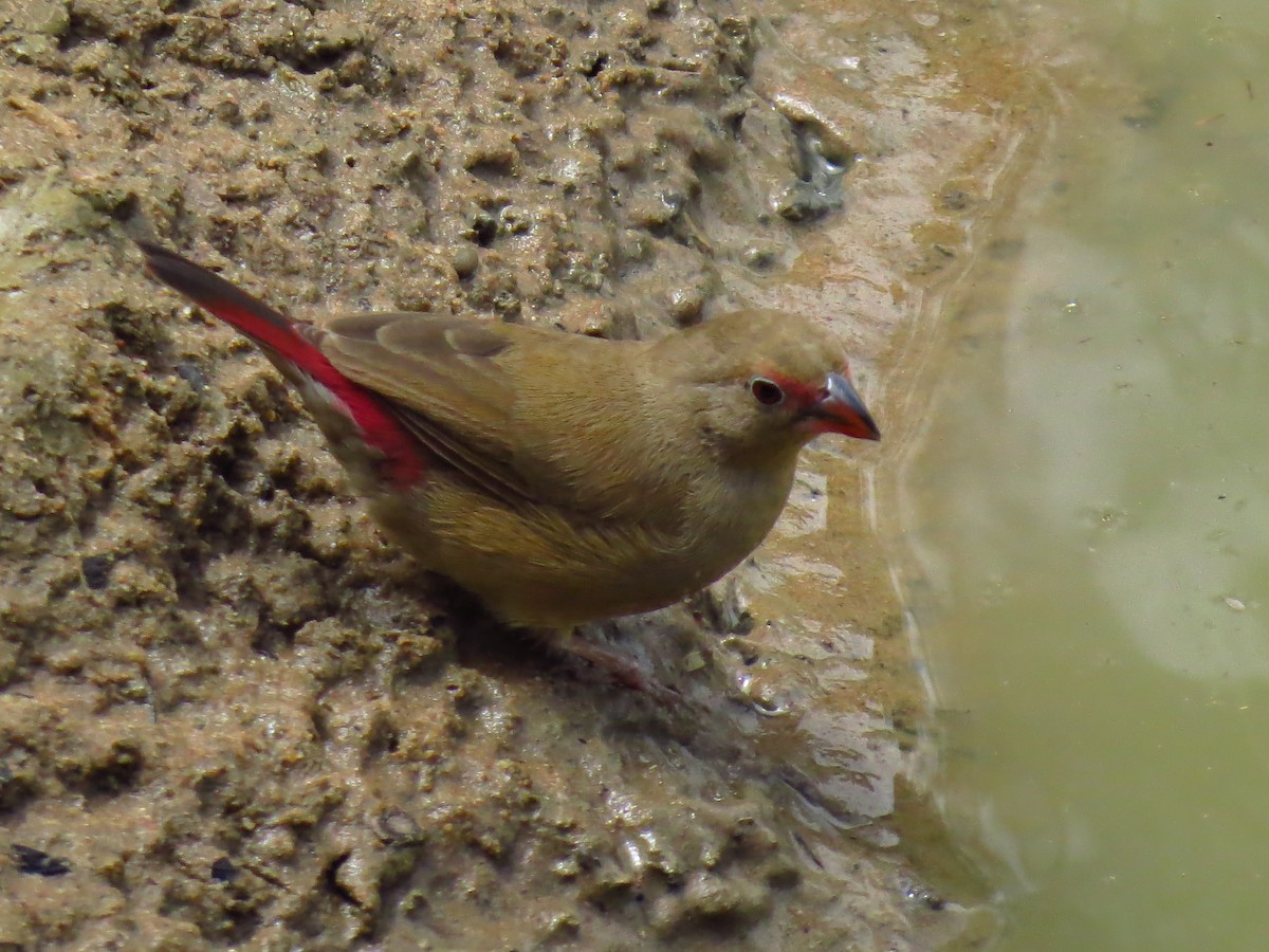 Red-billed Firefinch - ML639731739