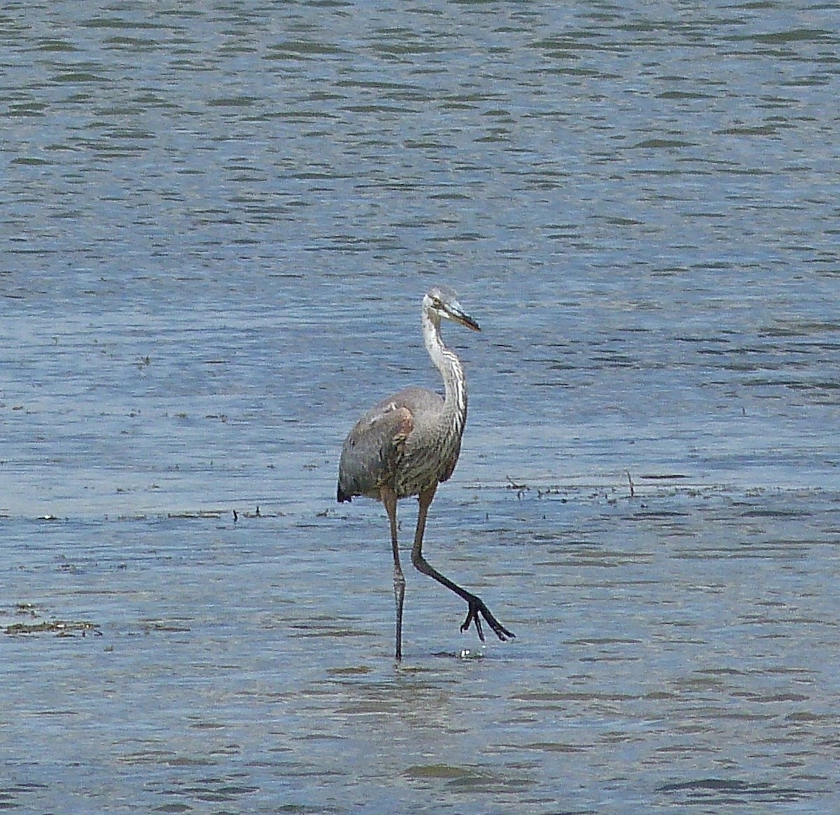 volavka velká - ML639731741