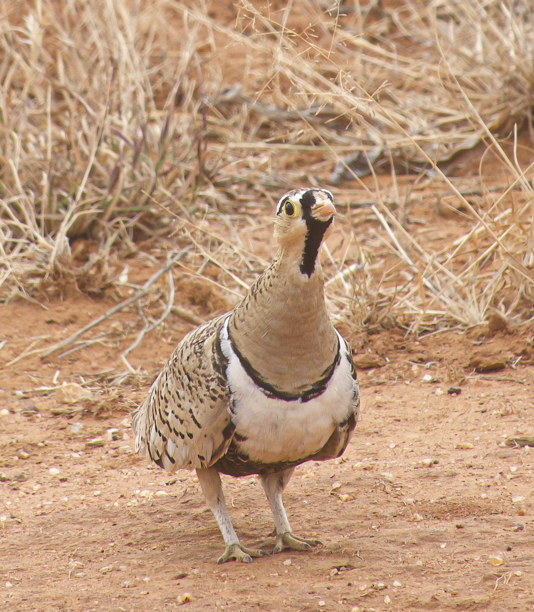 Black-faced Sandgrouse - ML639731744