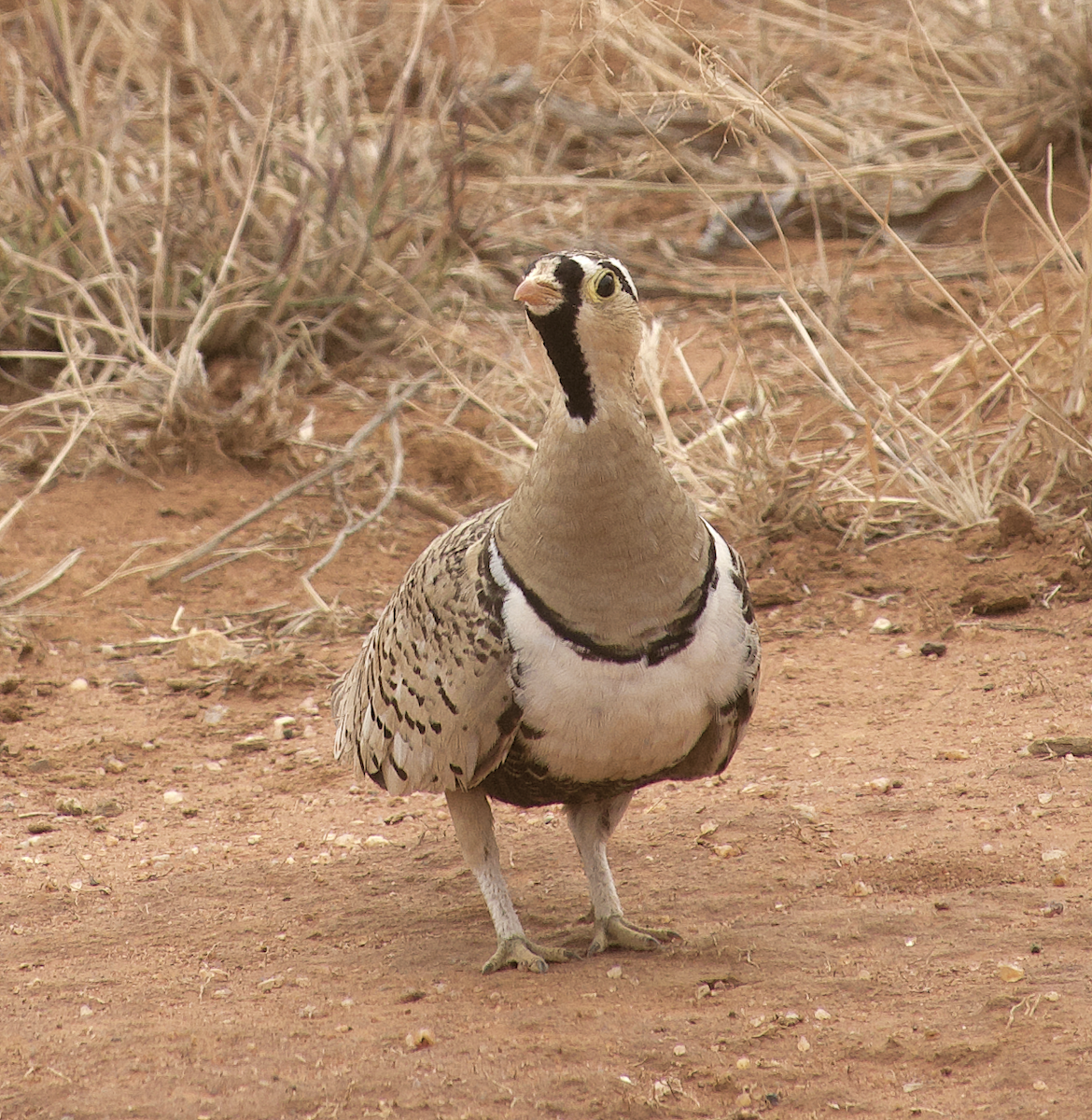 Black-faced Sandgrouse - ML639731745