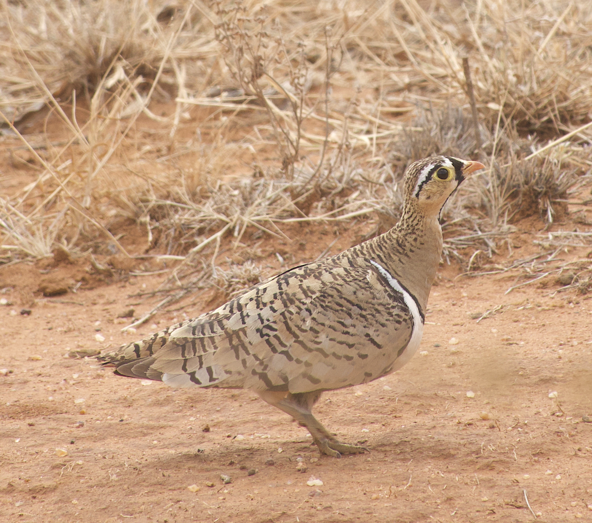 Black-faced Sandgrouse - ML639731746
