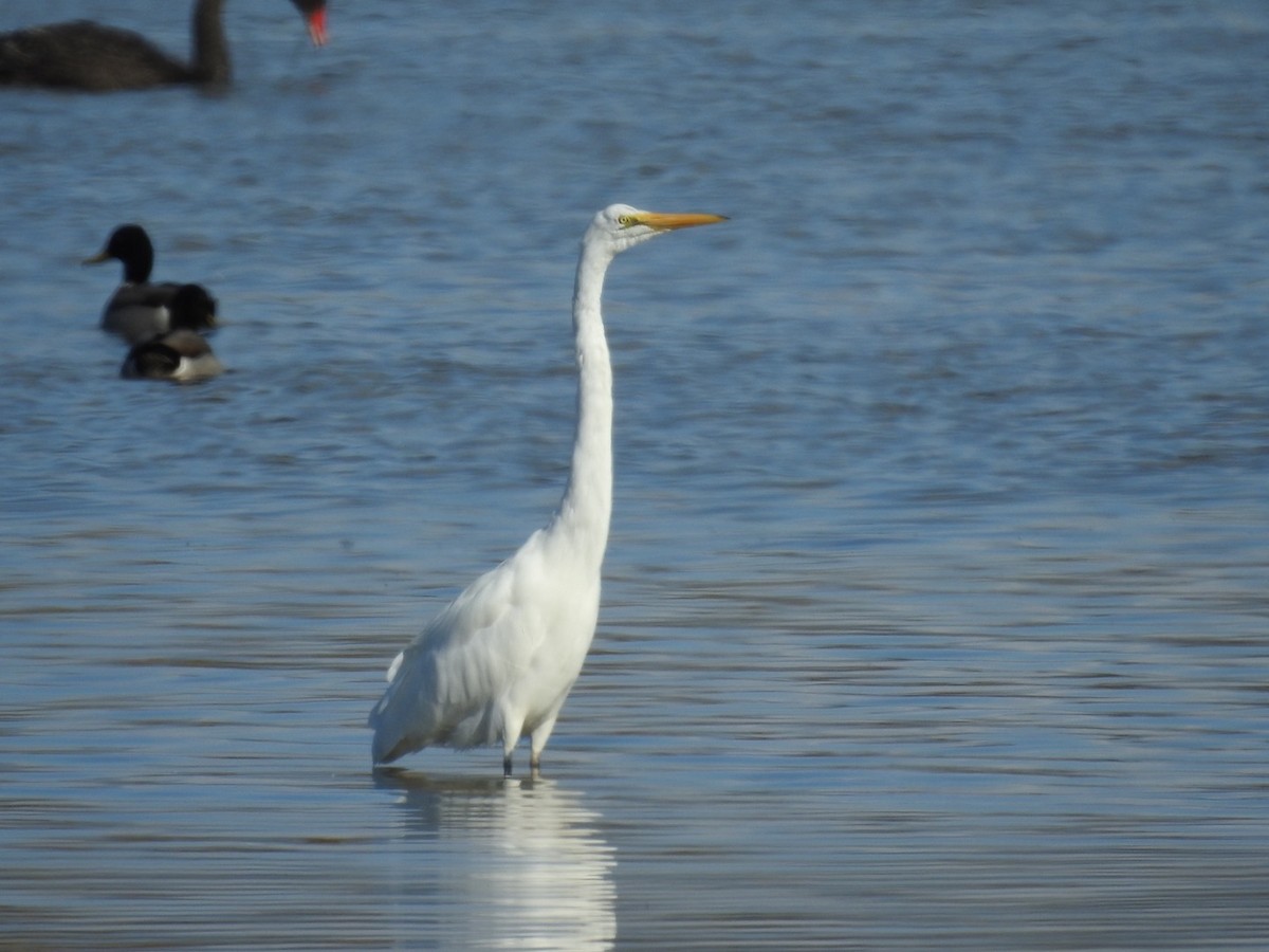Great Egret - ML639731749