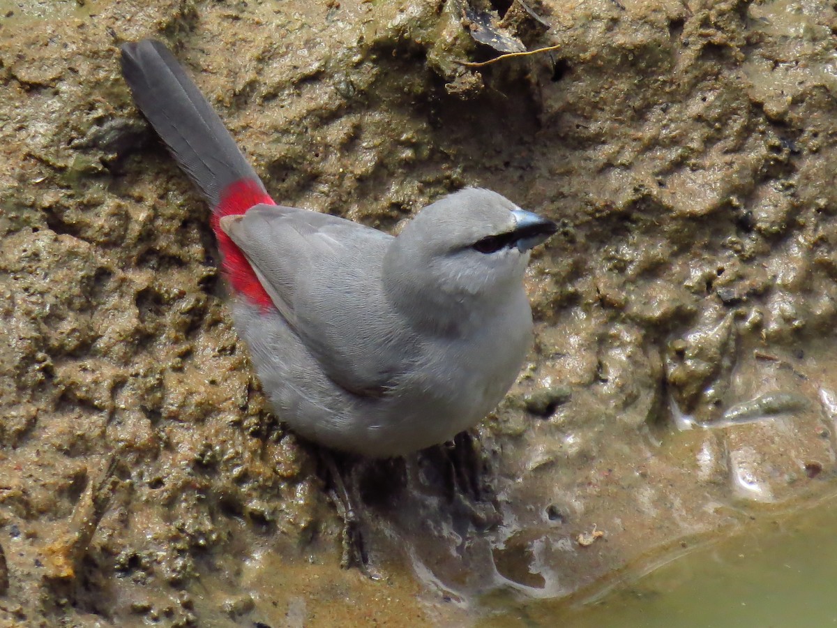 Black-tailed Waxbill - ML639731750